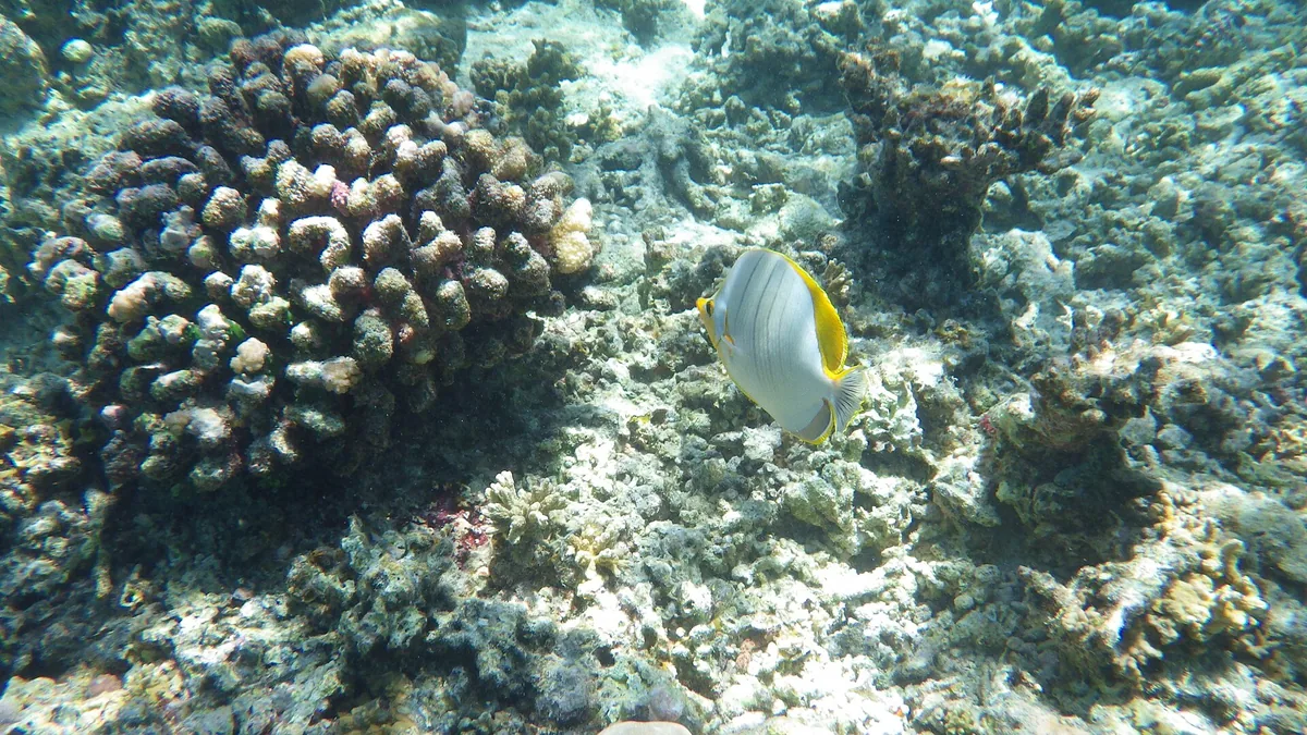 Coral and reef fish in the Maldives