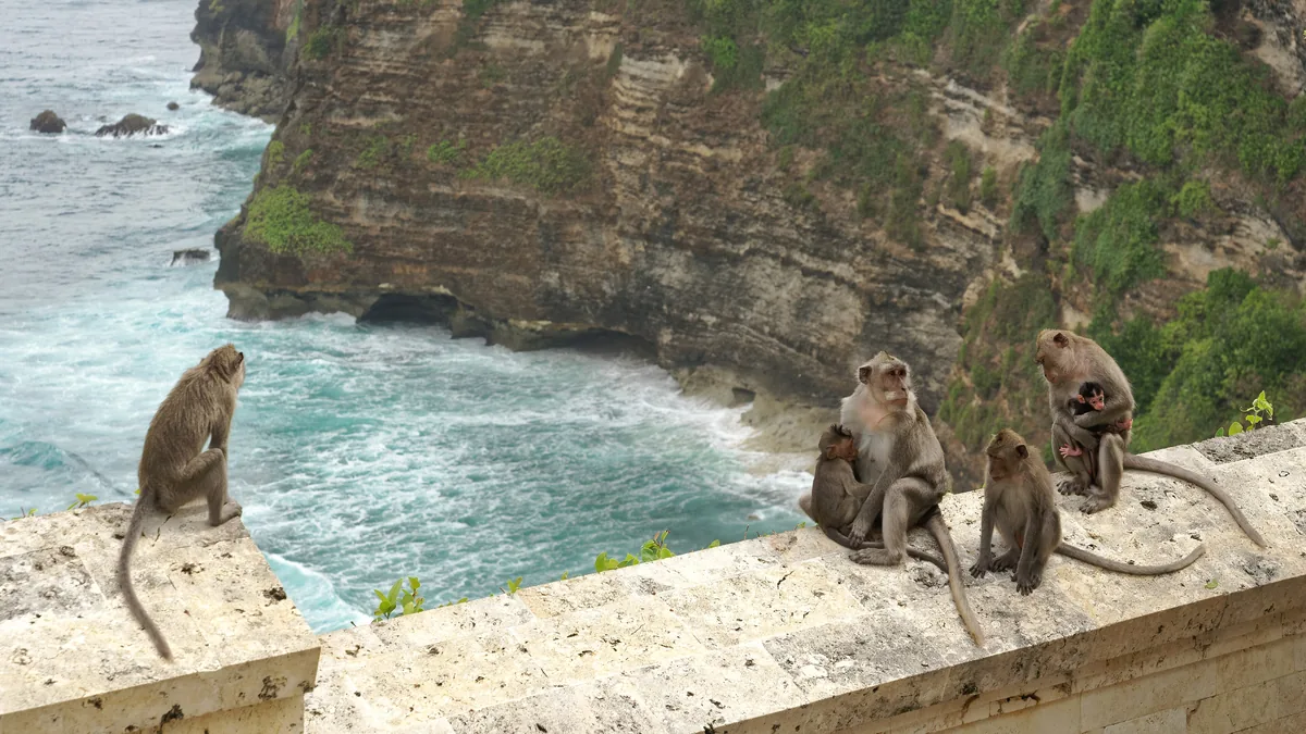 Long-tailed macaques on the clifftop wall at Uluwatu temple, Bali