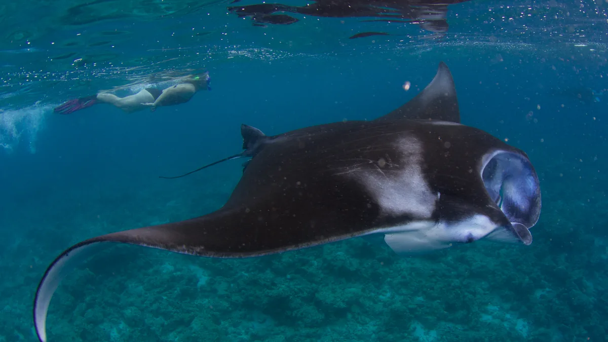 Manta ray swimming past a snorkeller in the Maldives