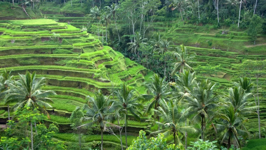 Rice terraces near Ubud in Bali